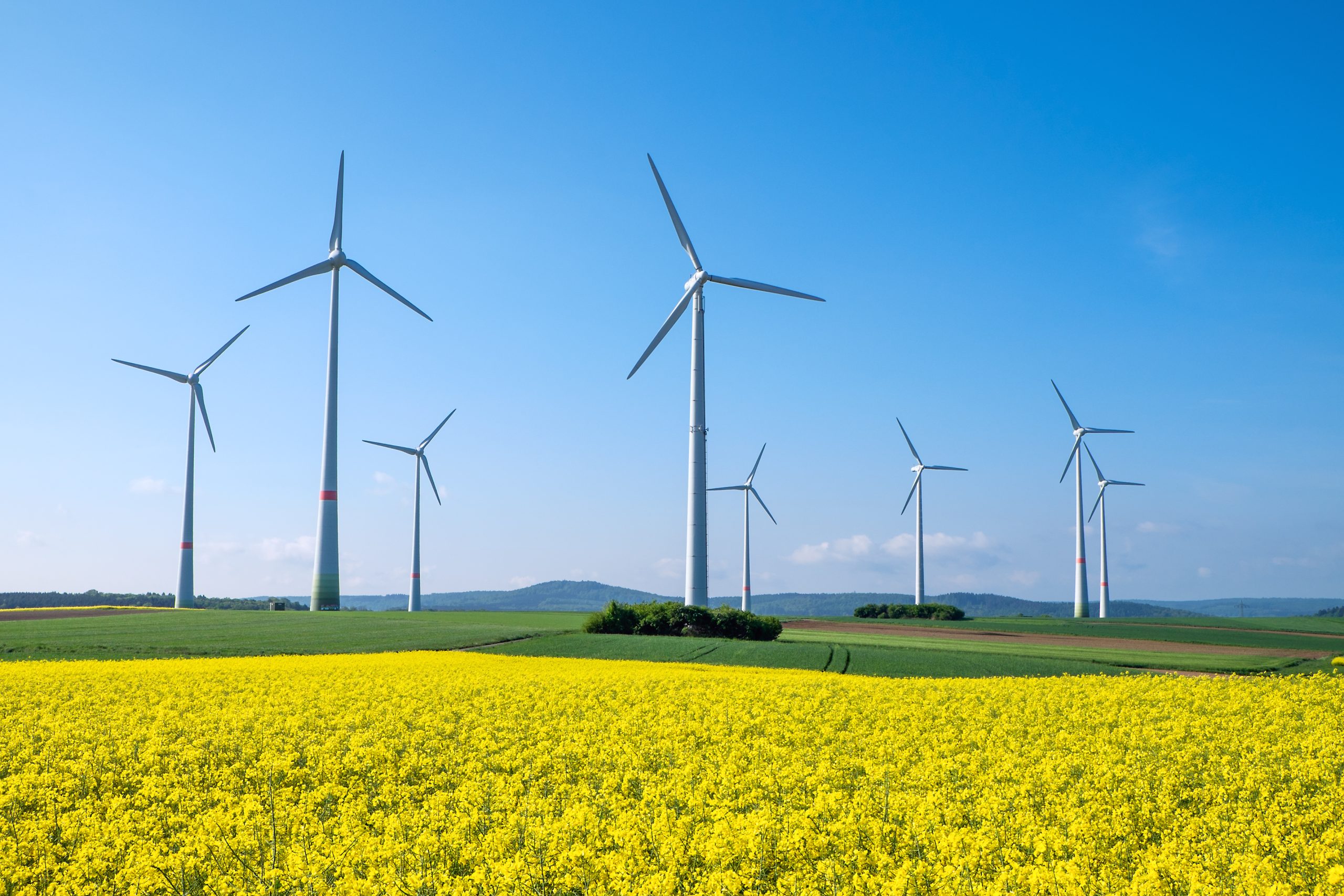 Wind turbine in field of rapeseed